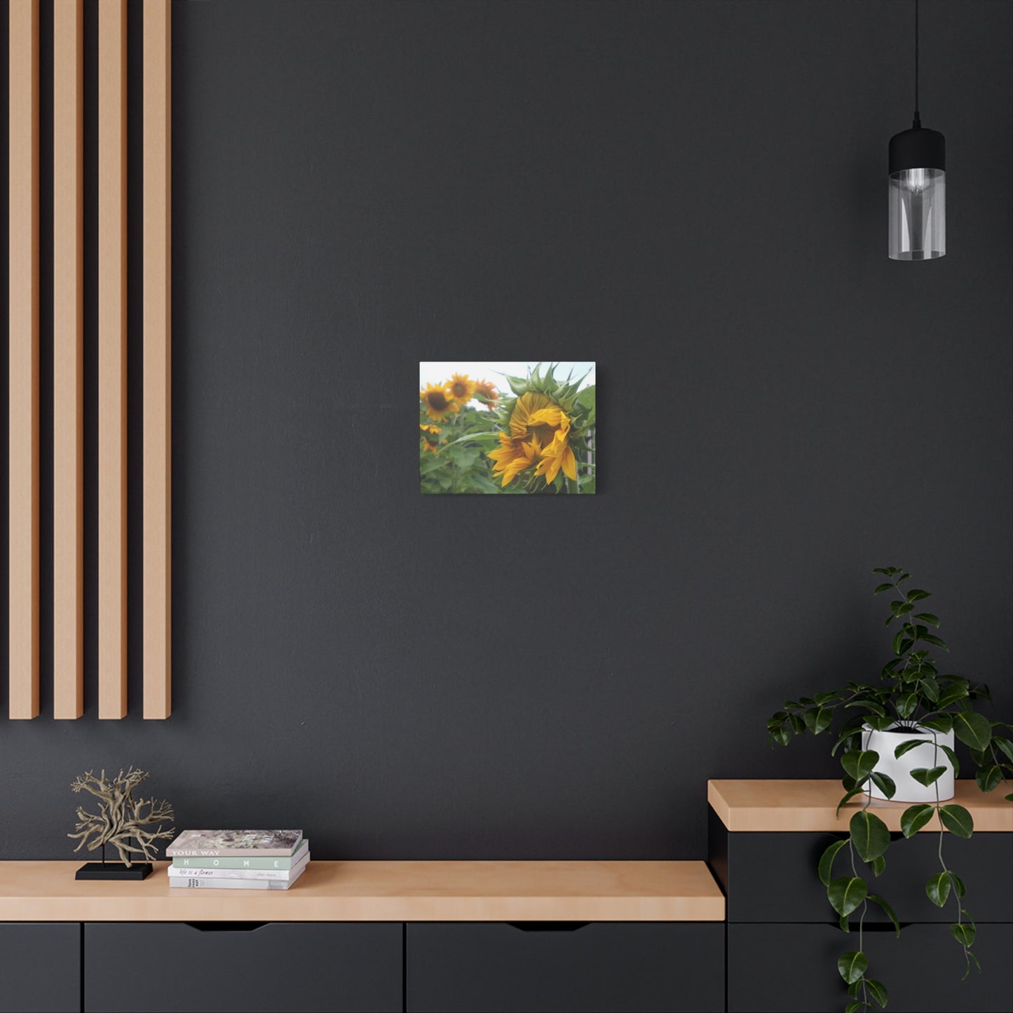 Emerging Sunflower Matte Canvas, Stretched Botanical Photography Art Flower Emotional