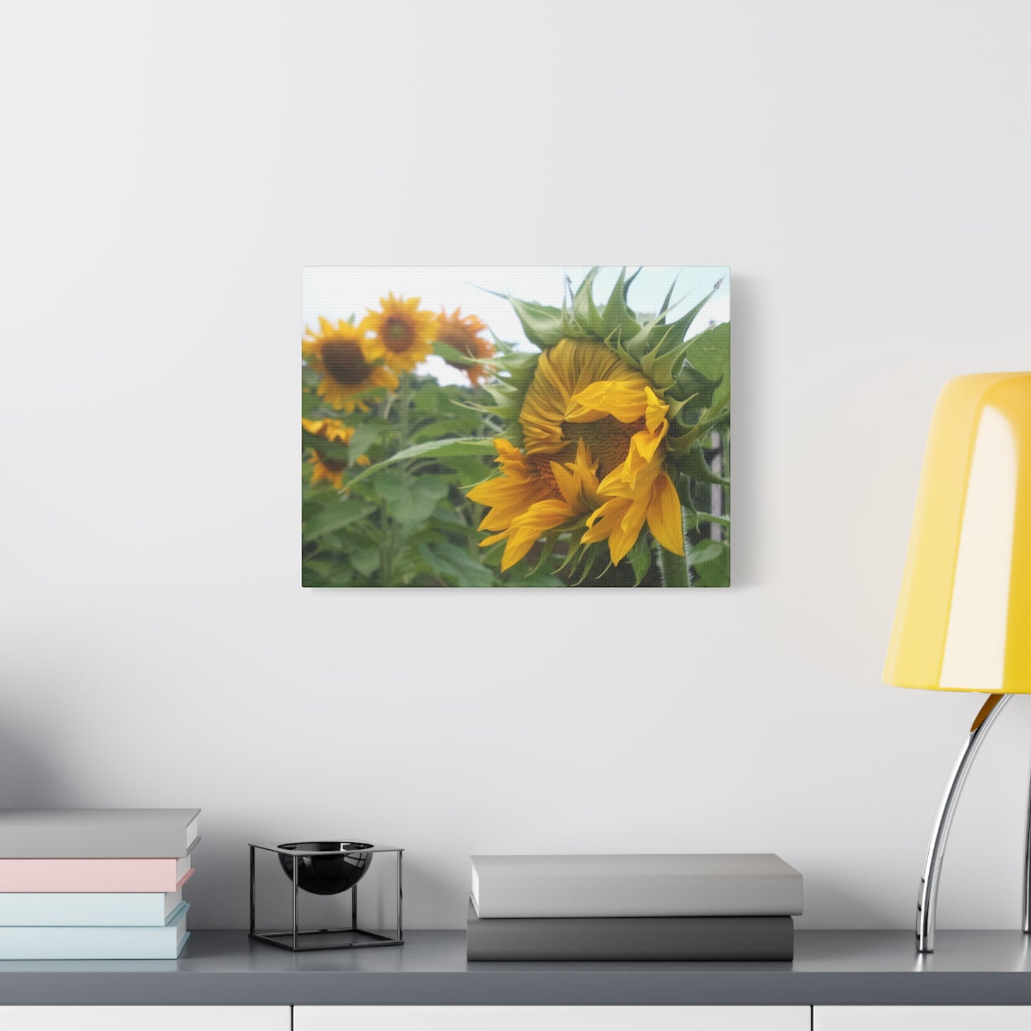 Emerging Sunflower Matte Canvas, Stretched Botanical Photography Art Flower Emotional