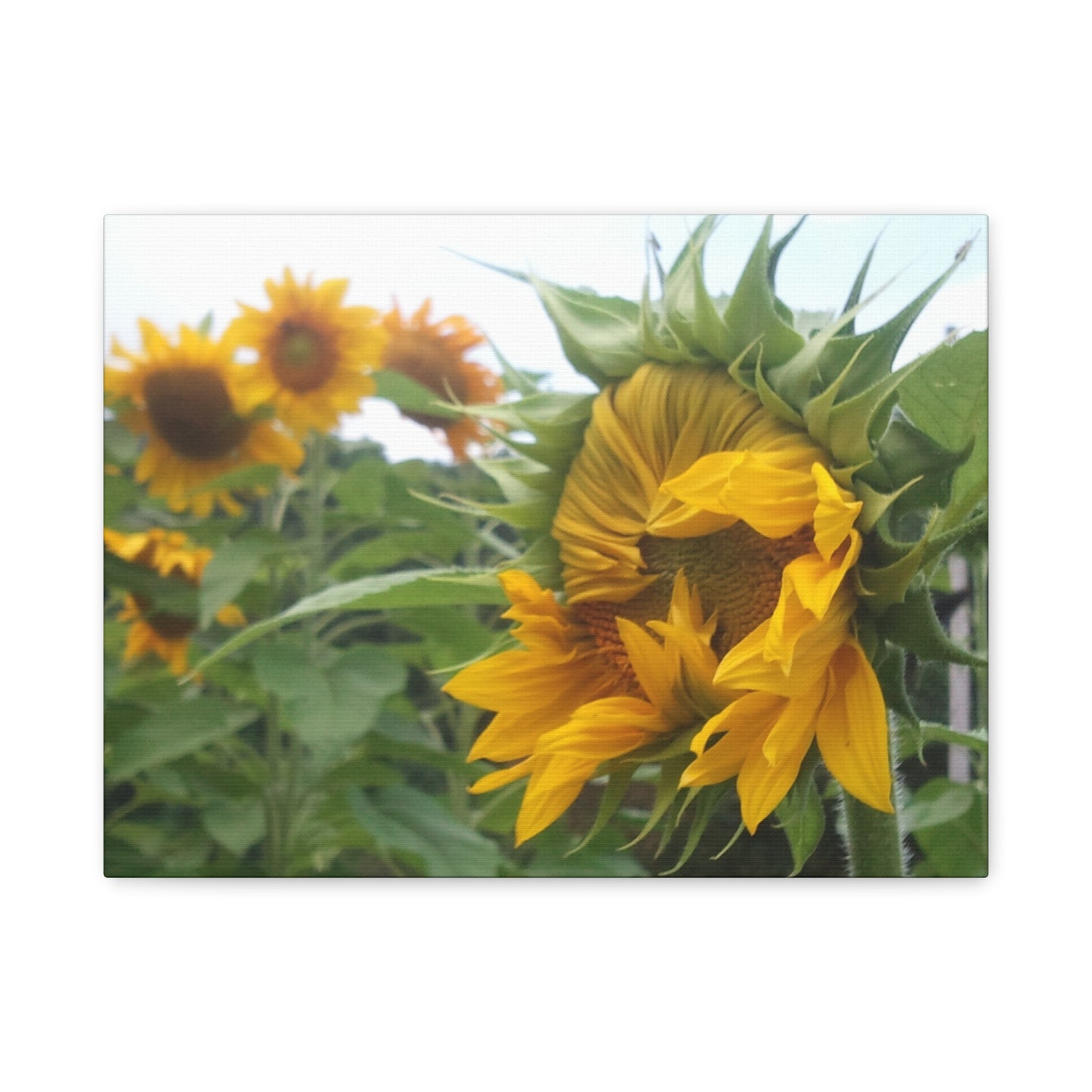 Emerging Sunflower Matte Canvas, Stretched Botanical Photography Art Flower Emotional
