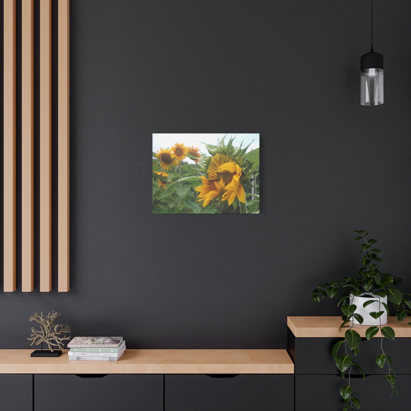 Emerging Sunflower Matte Canvas, Stretched Botanical Photography Art Flower Emotional
