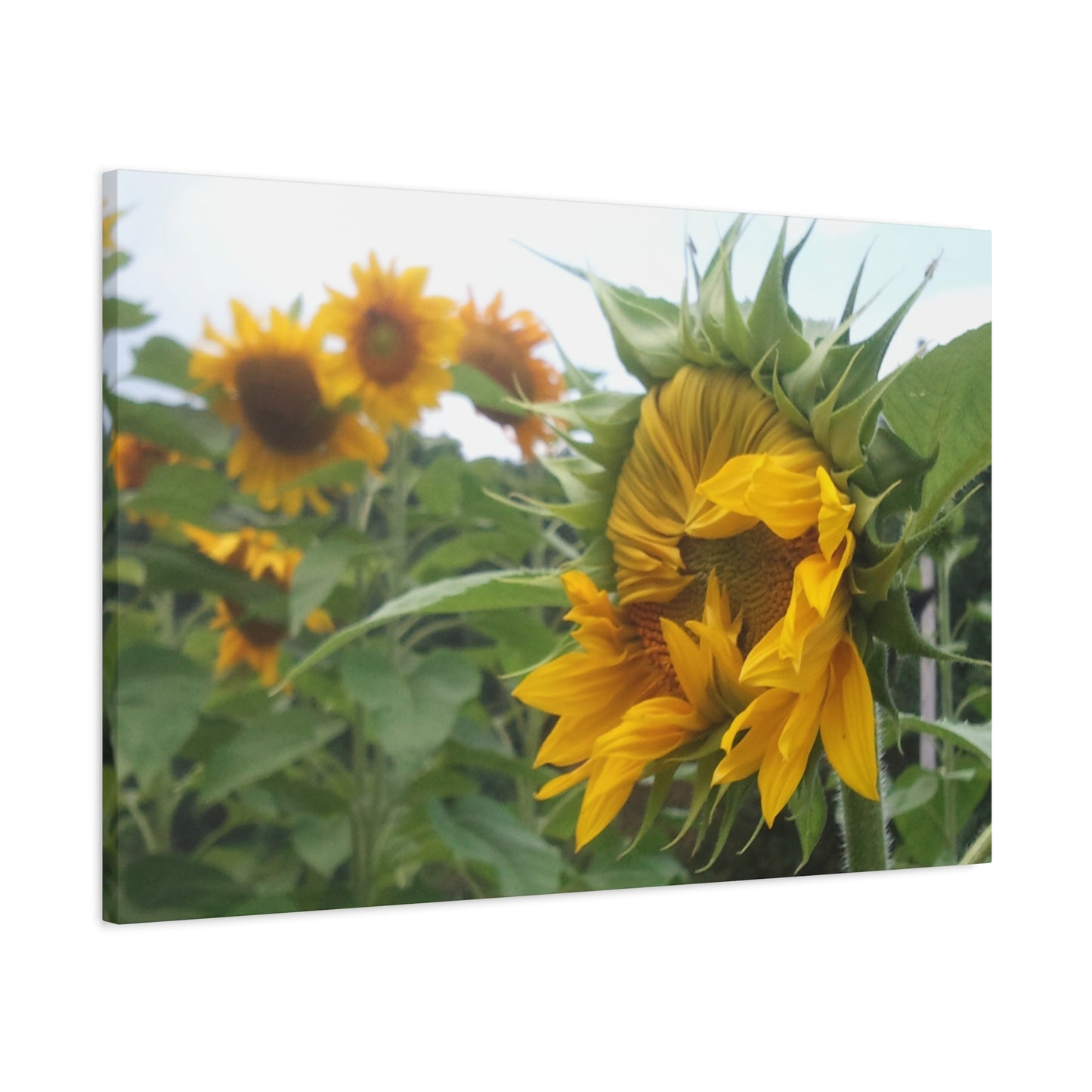 Emerging Sunflower Matte Canvas, Stretched Botanical Photography Art Flower Emotional