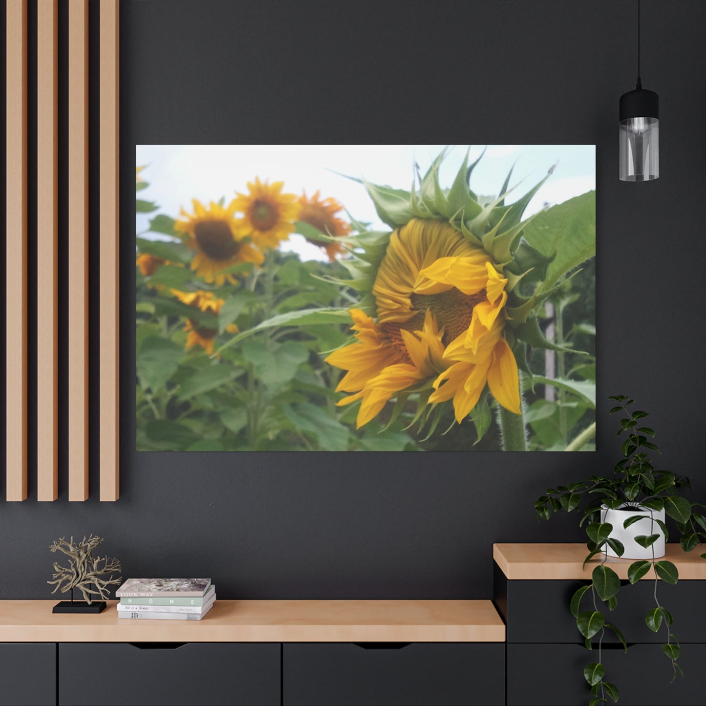 Emerging Sunflower Matte Canvas, Stretched Botanical Photography Art Flower Emotional