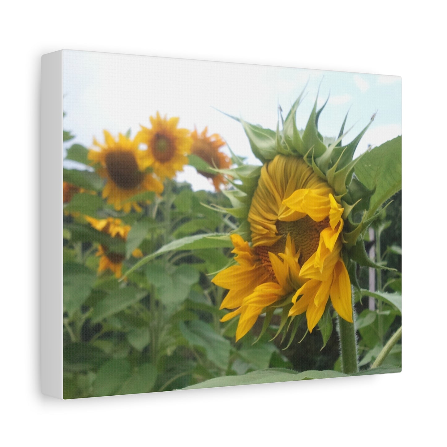 Emerging Sunflower Matte Canvas, Stretched Botanical Photography Art Flower Emotional