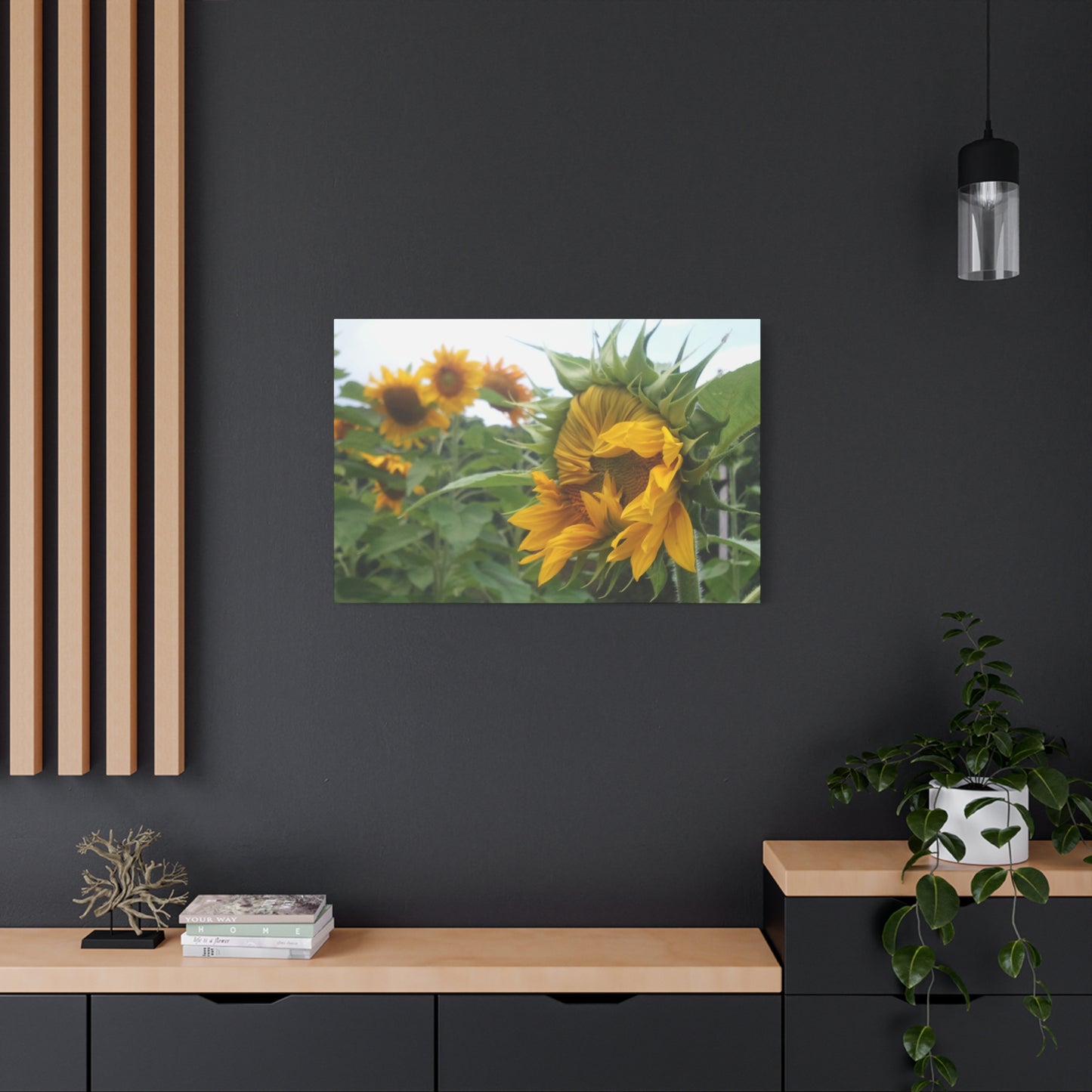 Emerging Sunflower Matte Canvas, Stretched Botanical Photography Art Flower Emotional