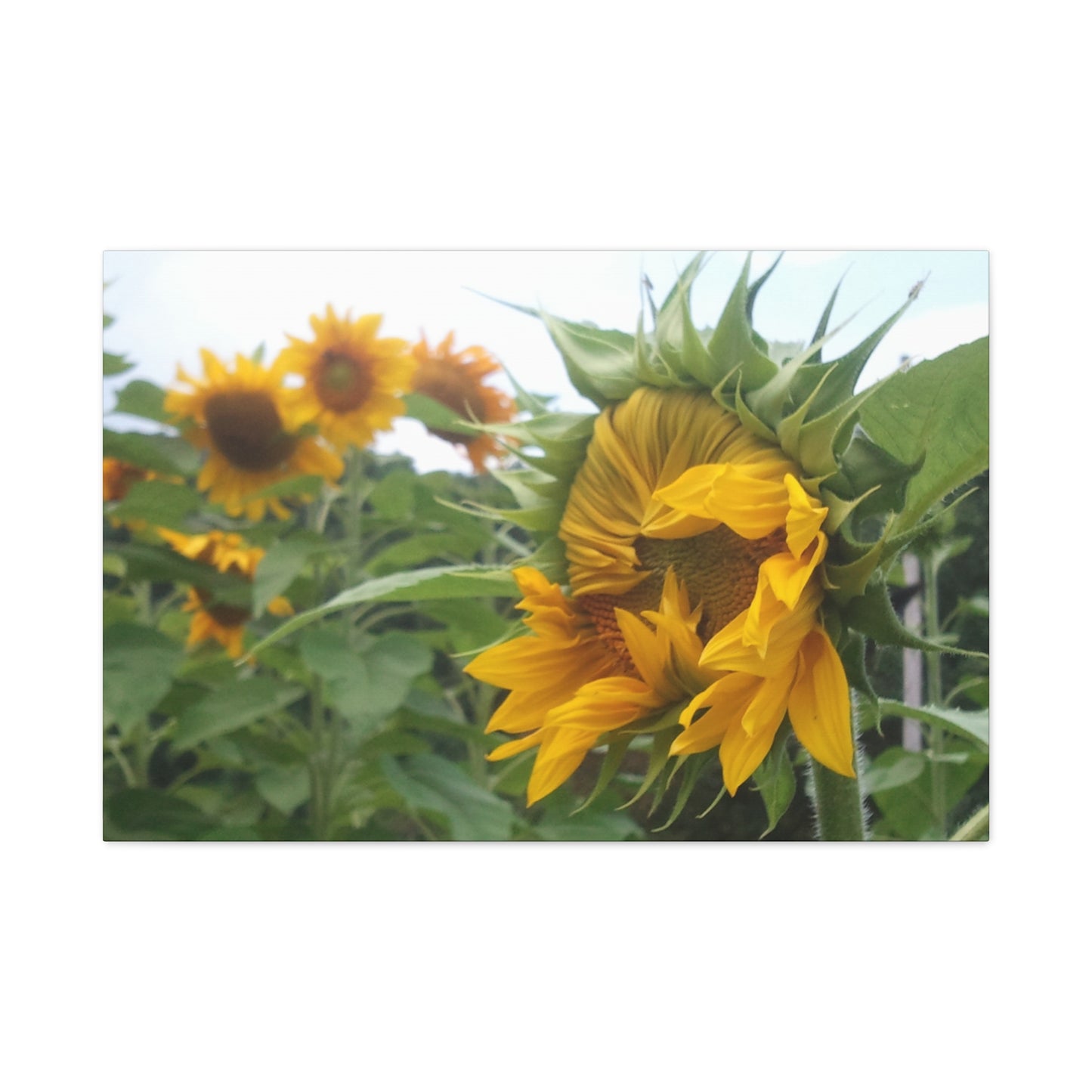 Emerging Sunflower Matte Canvas, Stretched Botanical Photography Art Flower Emotional