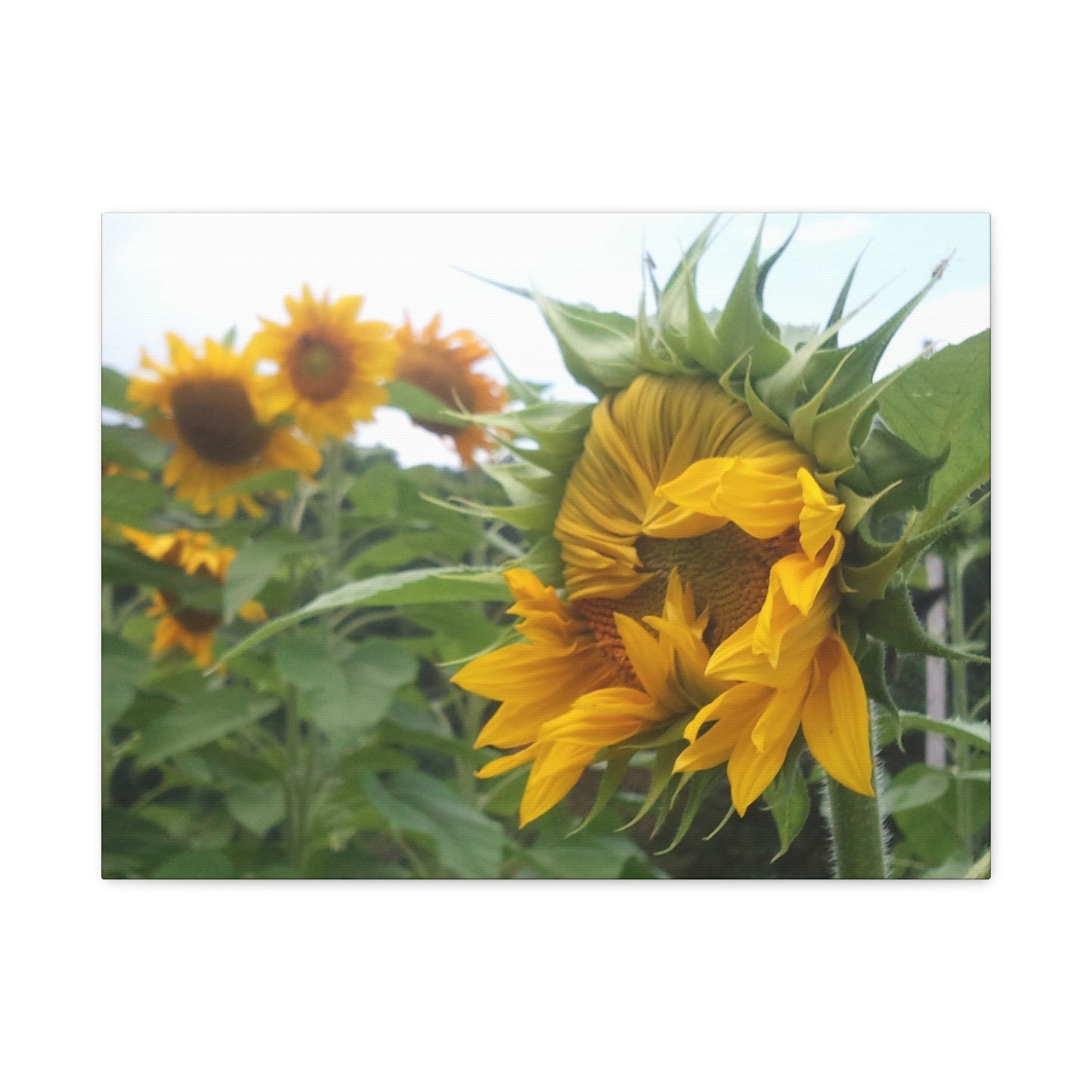 Emerging Sunflower Matte Canvas, Stretched Botanical Photography Art Flower Emotional