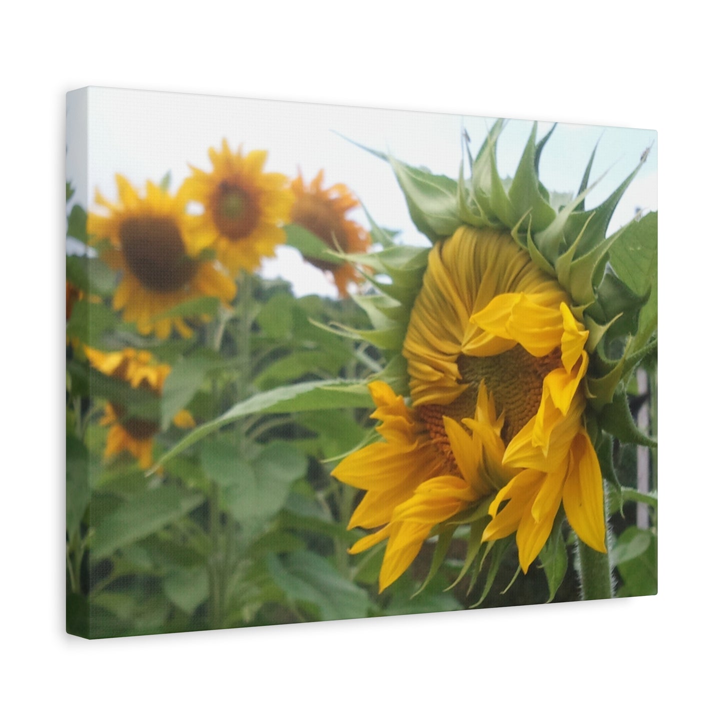 Emerging Sunflower Matte Canvas, Stretched Botanical Photography Art Flower Emotional