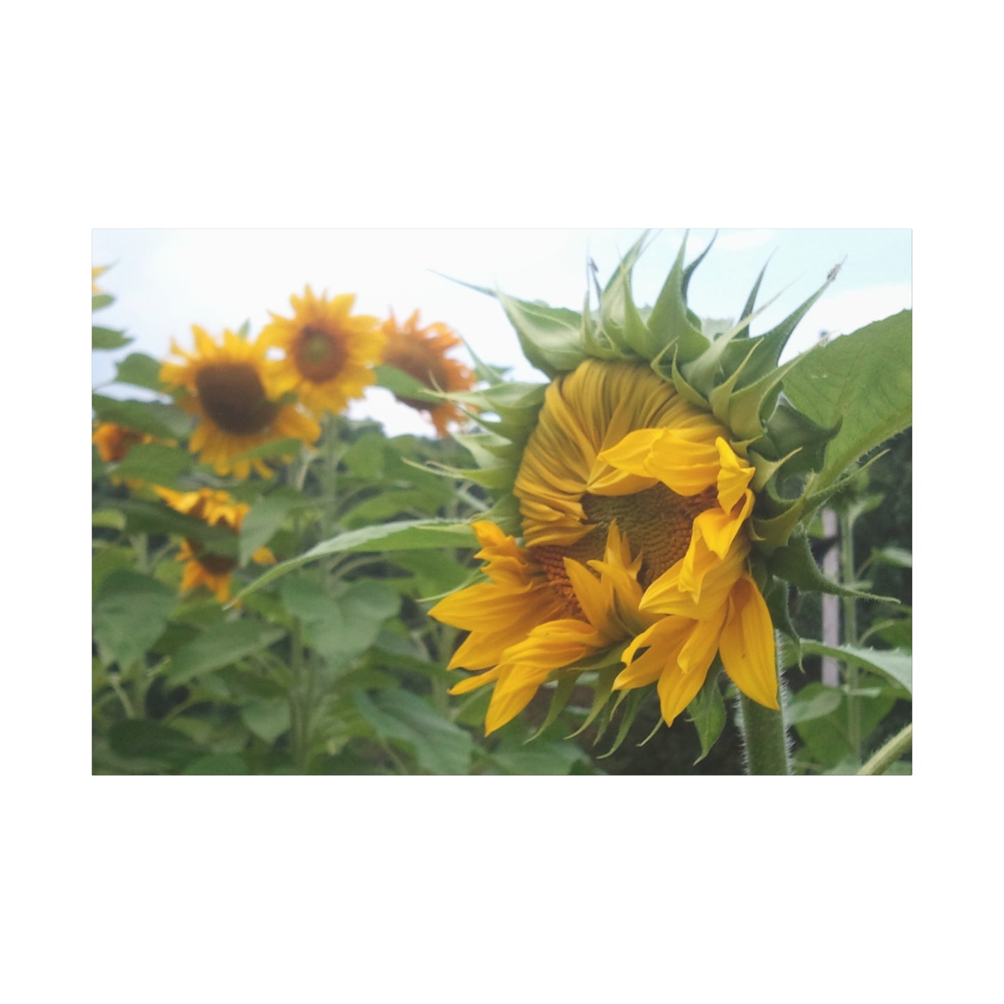 Emerging Sunflower Matte Canvas, Stretched Botanical Photography Art Flower Emotional