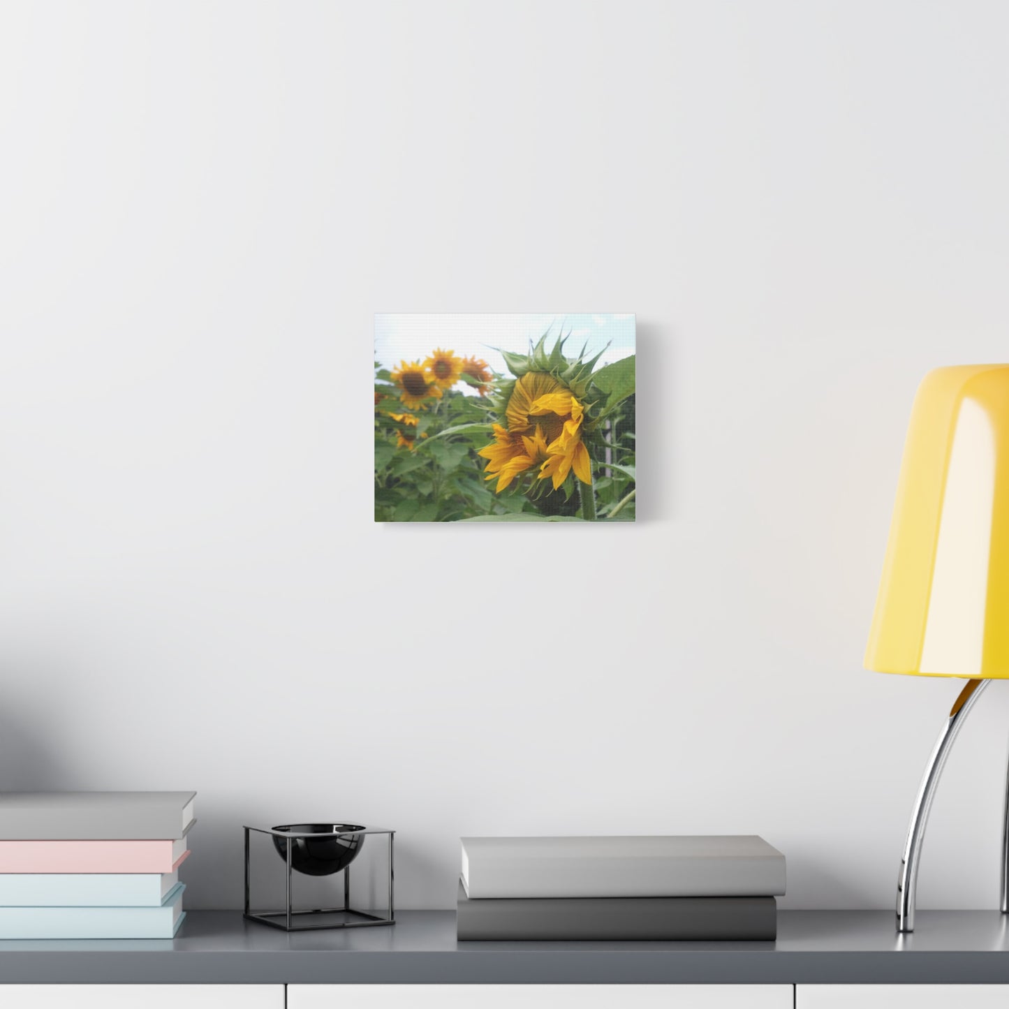 Emerging Sunflower Matte Canvas, Stretched Botanical Photography Art Flower Emotional