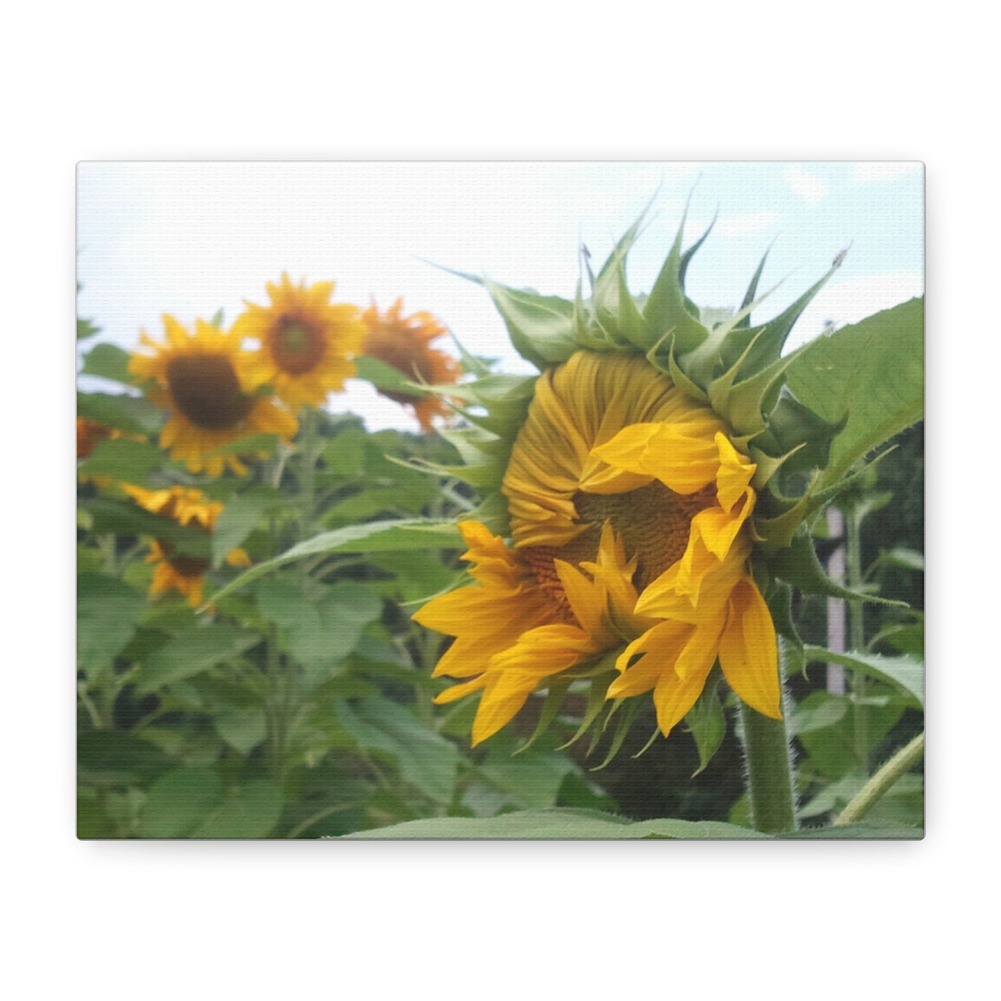 Emerging Sunflower Matte Canvas, Stretched Botanical Photography Art Flower Emotional